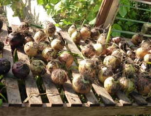 onions-and-garlic-drying