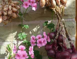 onions and shallots