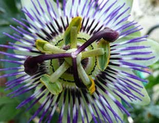 passiflora caerulea commonly known as The Blue passion flower