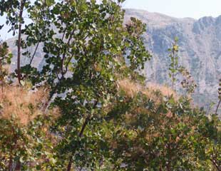 希腊山坡上的Cotinus coggygria