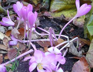 Pale Purple Autumn Crocus Colchicum in flower