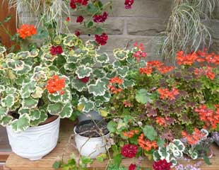 pelargoniums overwintering in conservatory