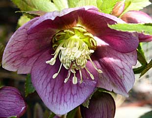 Hellebore