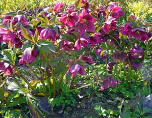 Clump of Hellebores