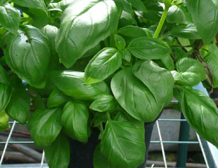 Italian Basil growing in a container