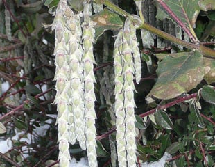 garrya elliptica 