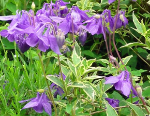 Aquilegia alpina with delicate blue flowers