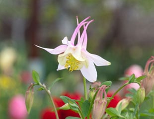 Aquilegia with pretty pink flowers