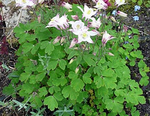 Aquilegia also known as Columbine has delicate lacey foliage 