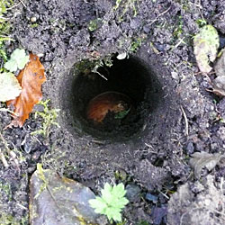 种植春天的球茎要挖一个3倍深的洞