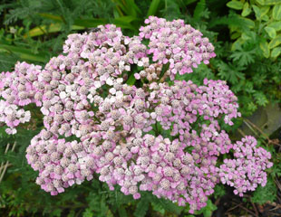 Fading flower head