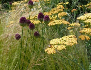 Allium sphaerocephalon the late summer flowering Allium planted with Ornamental grasses and Achillia