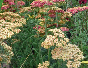 Achillea