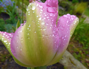 Tulip flower with raindrop