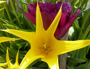 Tulips maroon and yellow 