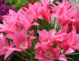 Lovely pink Tulips