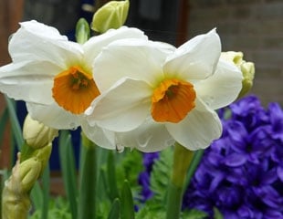 Beautiful white Scented narcissus with blue hyacinth 