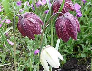 开淡紫色和白色花的贝母