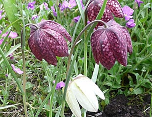 Fritillaria with nodding mauve and white flowers