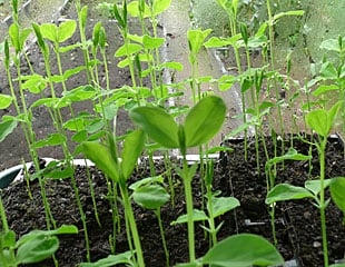 Autumn Sow sweet peas