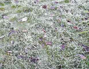 在结霜的草坪上行走会造成损害