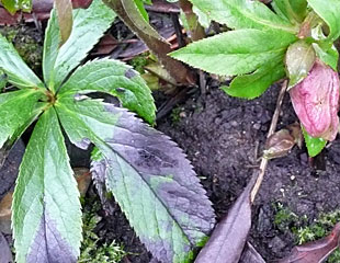 hellebore with black spot