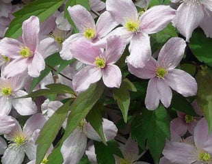 Clematis montana 'Elizabeth'