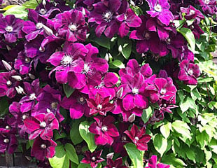 This is one of the later summer flowering Clematis ' Jackmanii' which is pruning group 3.