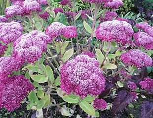 sedum-dusted-with-frost-310-x-240-