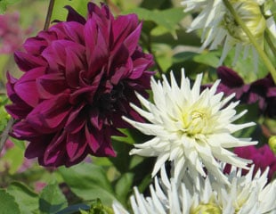 Dahlias maroon and white