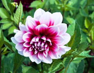 Dahlia lovely pink and white 