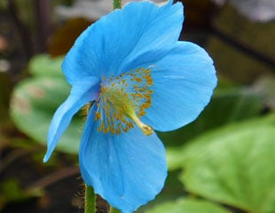 Close up of flower of Meconopsi the Himalayan Blue Poppy