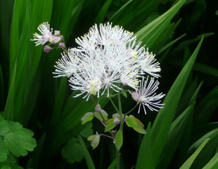 Thalictrum delavayi 'Album'