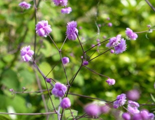 Thalictrum coming into flower so delicate
