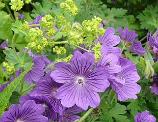 Blue hardy geraniums with lime green flowers of achillea mollis 