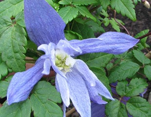 Clematis alpina frankie