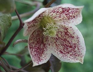 clematis-cirrhosa--'freckles'-winter-flowering