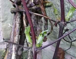 Clematis in late winter axil buds
