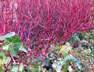 Cornus alba Siberica in winter