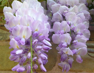 可爱的紫藤花