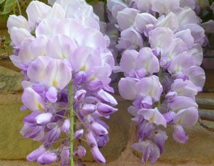 wisteria  in bloom long delicately scented mauve blooms