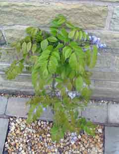 Wisteria Blooms