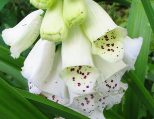 Digitalis purpurea 'Dalmatian'