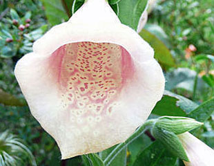 Digitalis purpurea ' sutton's apricot'