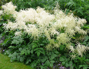 Aruncus-dioicus-'Kneiffii'