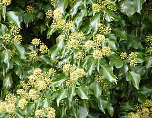 Hedera  the native English ivy  is a wildlife haven 