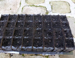 Sweet Peas sown into root trainers