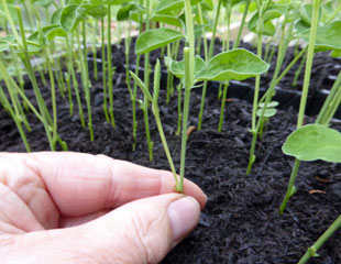 切掉生长点后的甜豌豆有了新的芽