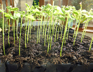 甜豌豆的所有生长点都被移除