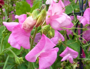 sweet pea beautiful pink 